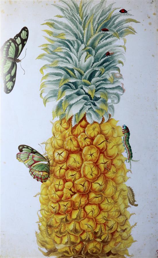 Merian, Mari Sibylla - The Surinam Album, one of 1000, folio, quarter bound goatskin, with 91 watercolour